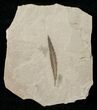 Fossil Willow Leaf - Green River Formation #16295-1